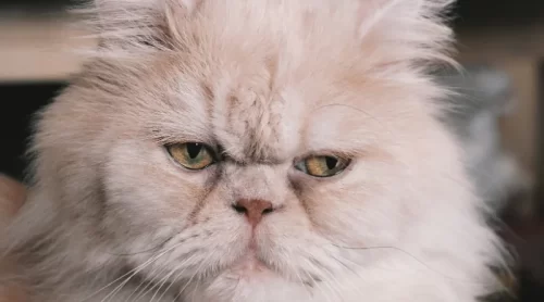 Sahiplenebileceğiniz Kedi Cinsleri ve Özellikleri Sahiplenebileceğiniz Kedi Cinsleri ve Özellikleri