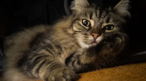 Sahiplenebileceğiniz Kedi Cinsleri ve Özellikleri Sahiplenebileceğiniz Kedi Cinsleri ve Özellikleri