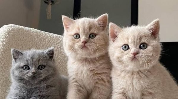 British Shorthair Fiyatları 2025 British Shorthair Fiyatları 2025
